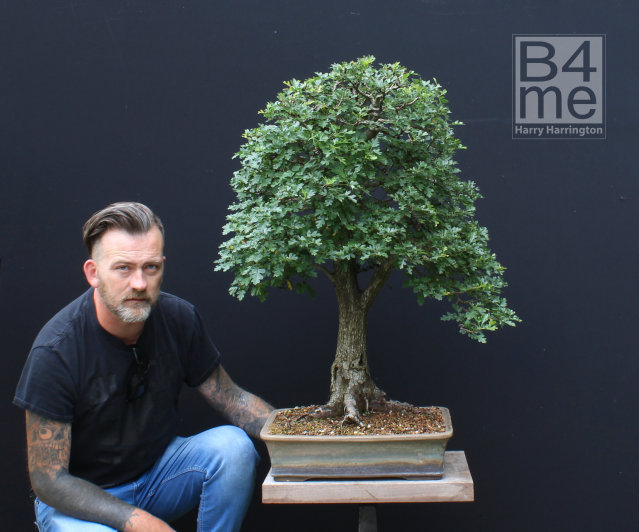 hawthorn bonsai